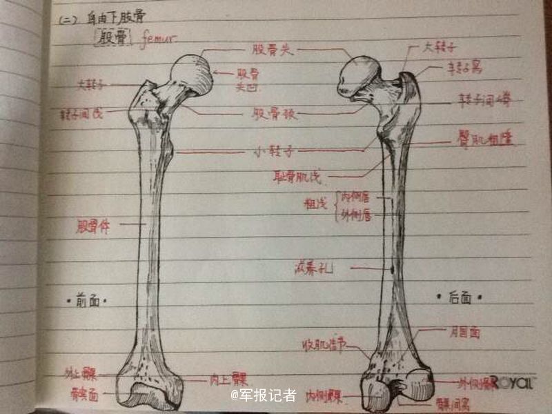 军校学霸再出手:手绘骨骼图