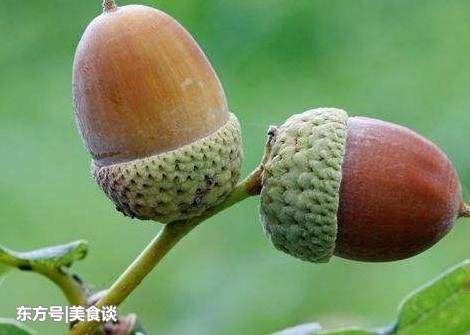 橡子 橡子富含淀粉,其含量仅次于五谷而远高于豆类,煮熟以后就能直接
