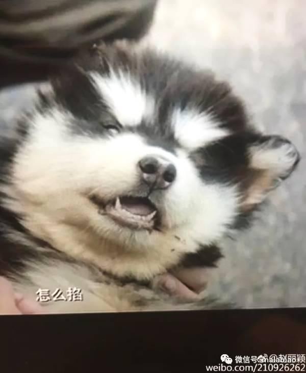 冯绍峰赵丽颖1年4次进酒店7次约会 真炒作还是