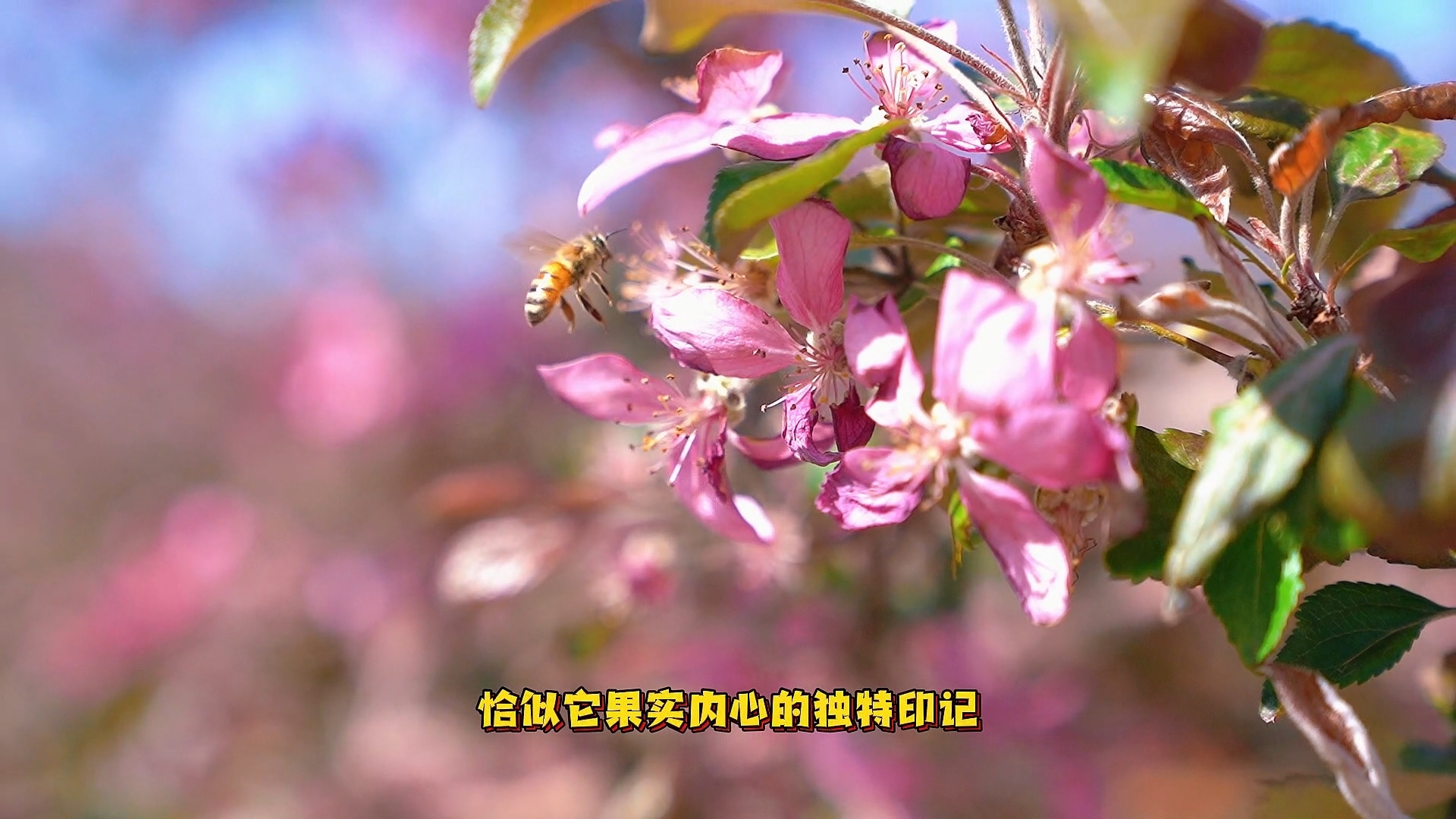 延庆旧县镇红心苹果花海绽放,五一假期踏青赏花正当时