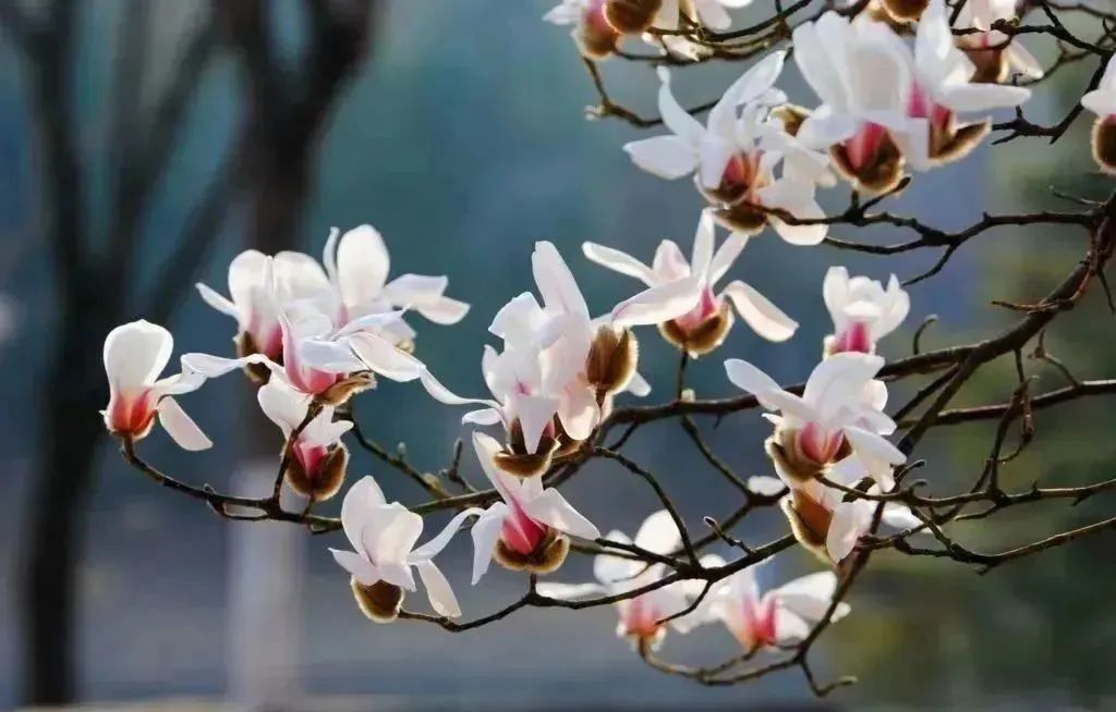 玉兰花开香飘京城,寻芳赏春正当时!_北京时间
