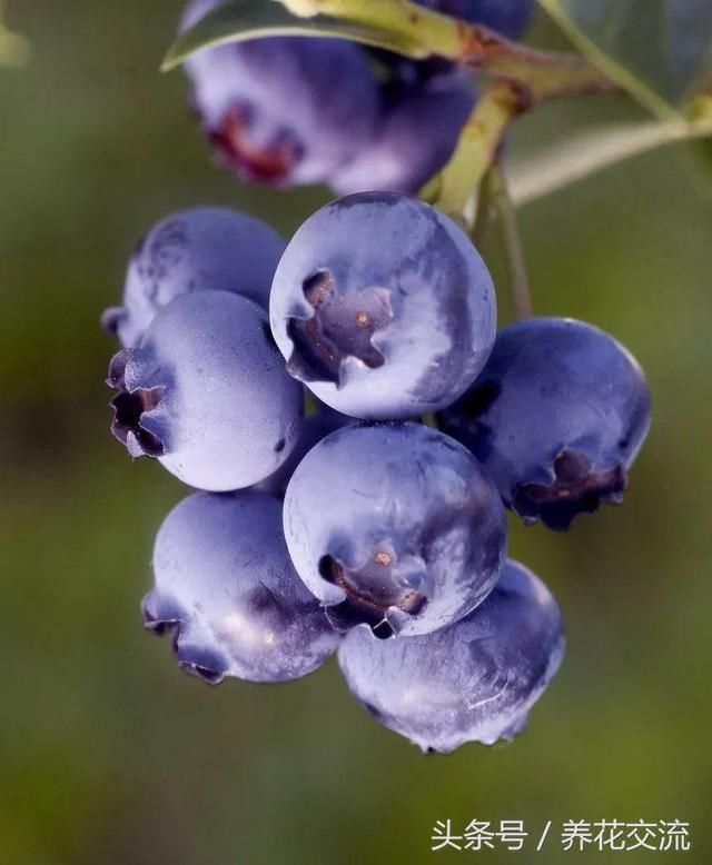 花友捡来一堆香蕉皮,没想到它就是免费的肥料