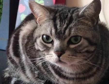 民间家里养猫的风水禁忌:民间关于猫的恐怖传