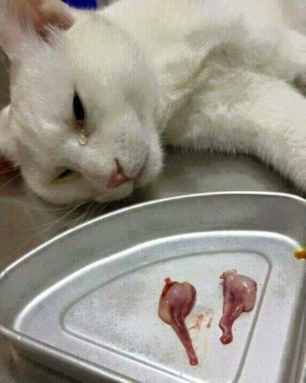 一直怀疑家里养的是猫还是松鼠,网友看后:松猫