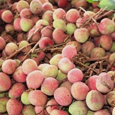 荔枝品种那么多,我们如何挑选最佳风味的荔枝