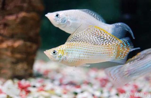 孔雀鱼能和什么鱼混养?斗鱼居然可以,孔雀鱼品