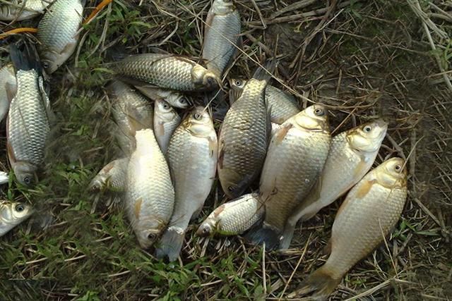 野河钓鱼秘制饵料配方,简单实惠,通杀大鲫鲤!