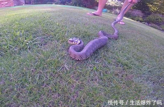 男子草丛里捉到一条蟒蛇,抡起来甩,它吐出东西