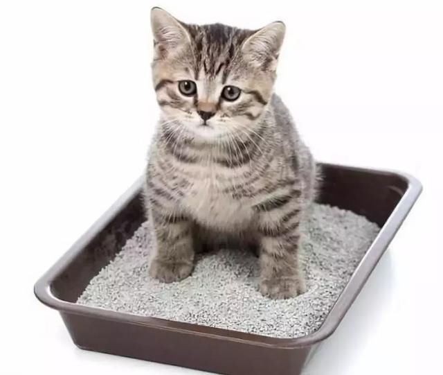 黄瓜里有弓形虫?260度高温都杀不死?网友:吃