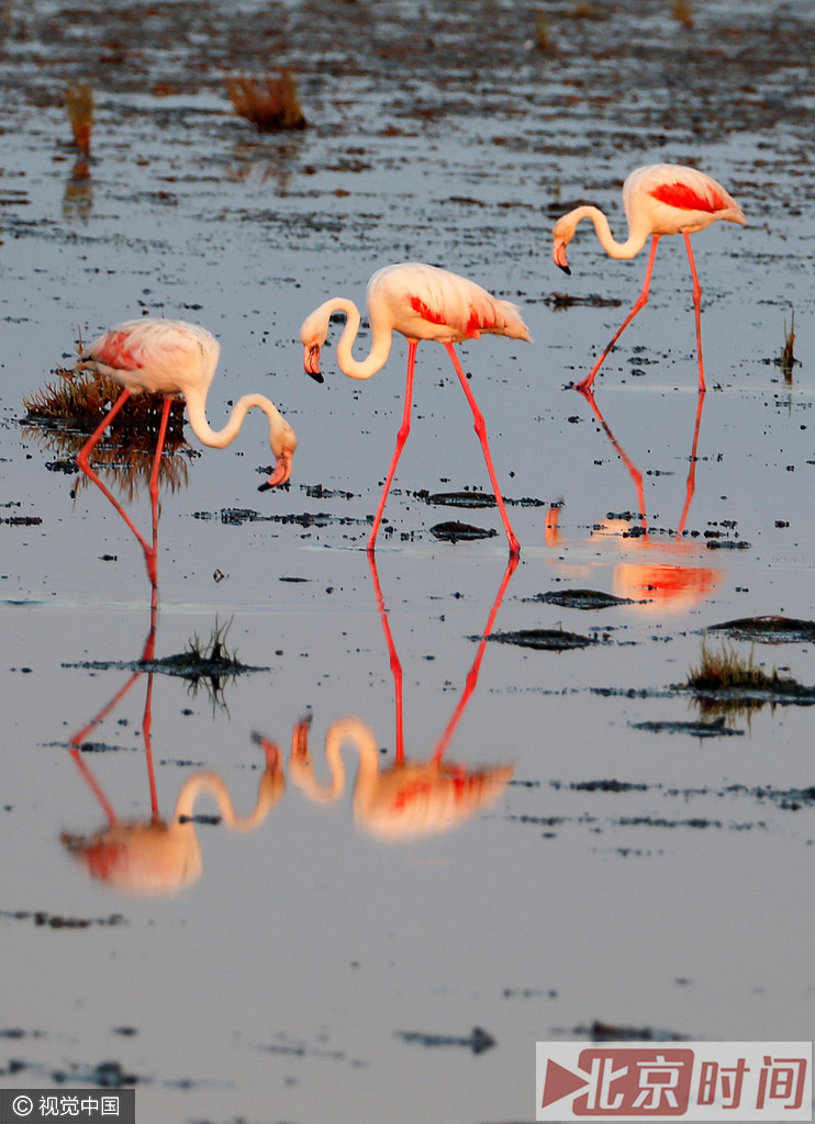 火烈鸟性怯懦，喜欢群居。在非洲的小火烈鸟群是当今世界上最大的鸟群。
