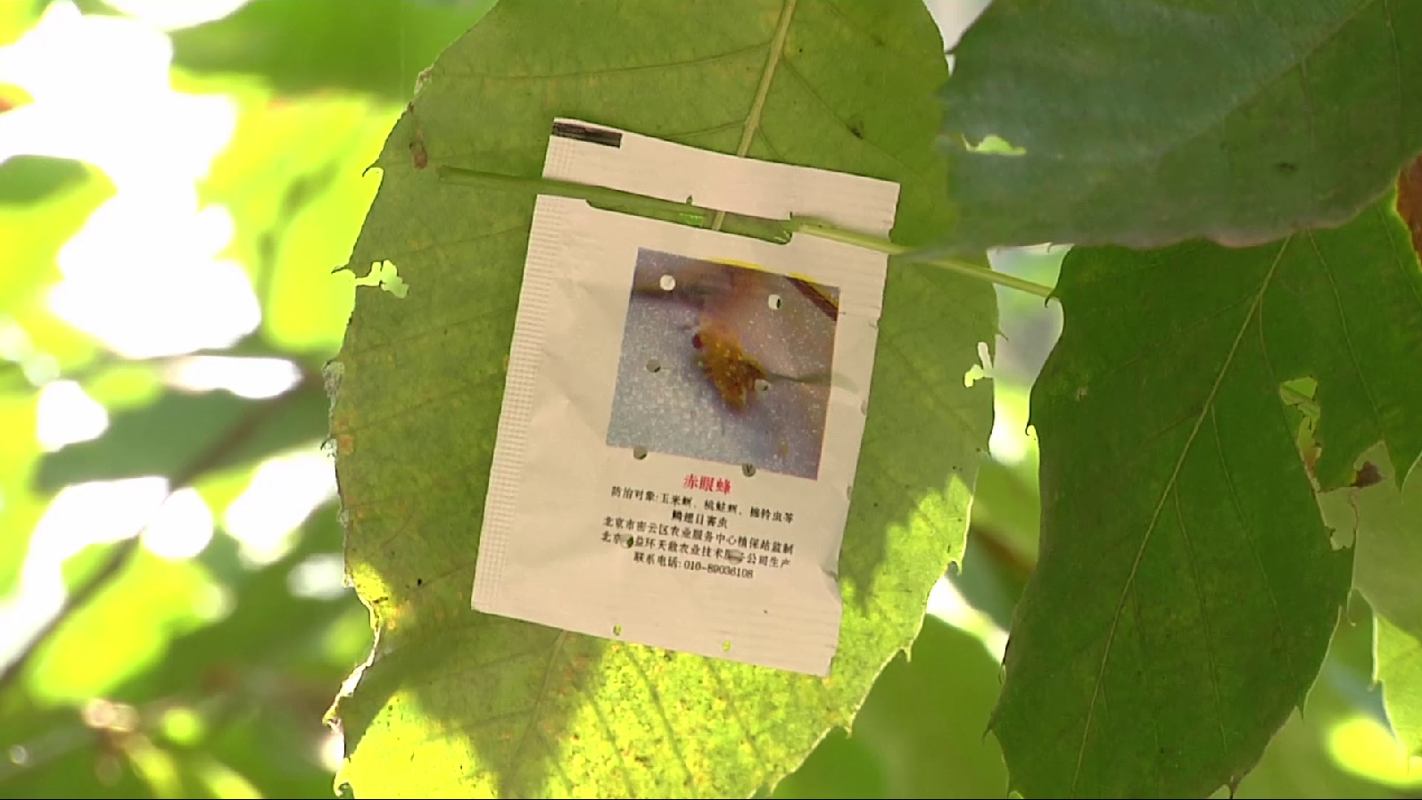 密云区投放生物兵赤眼蜂 保障农业生产安全