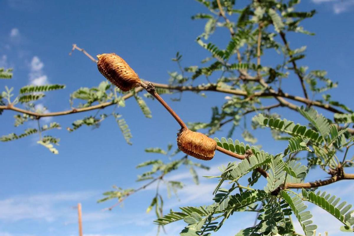 孩子爱尿床,树枝上的这个硬疙瘩一吃就好,却很少有人知道