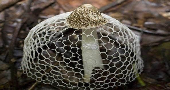 的网状裙从菌盖向下铺开,一般被人们称为雪裙仙子,山珍之花,真菌之花