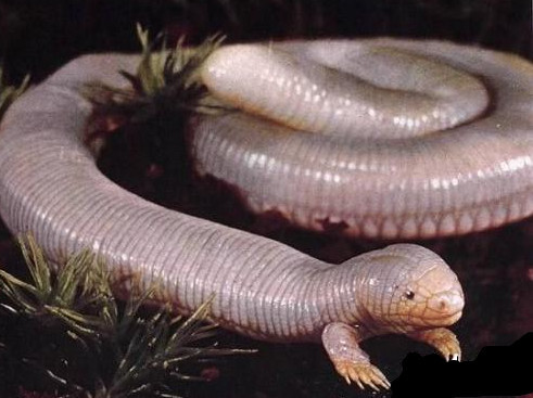 6种有目击记录的不明生物,第4种曾在上世纪的