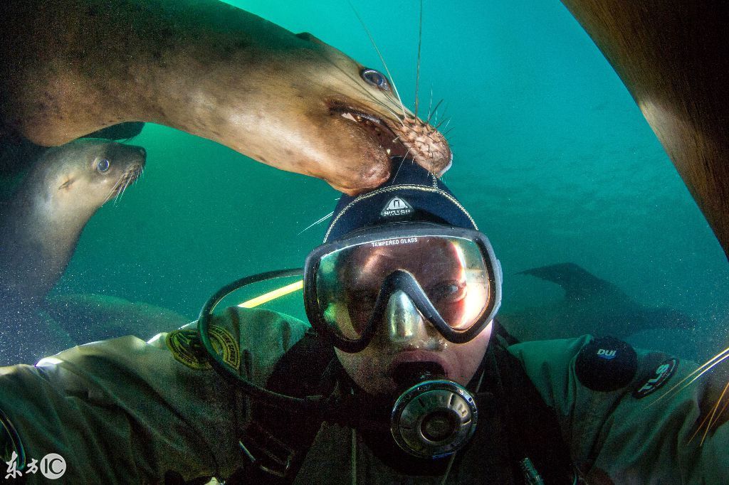老虎被骑在头上,猴子被揪尾巴,狮子被咬,猛兽被