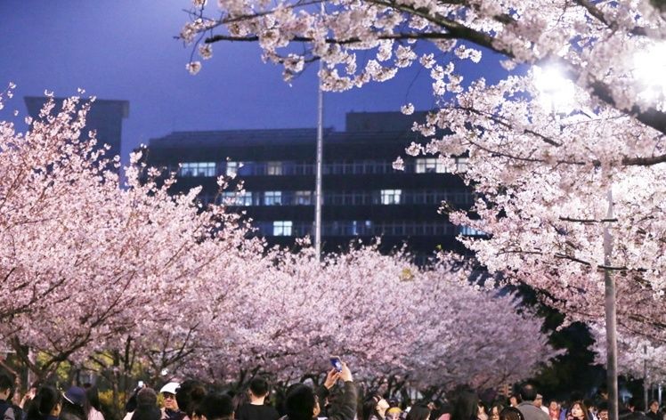 中国樱花哪里看,为你推荐的全国著名赏樱地点