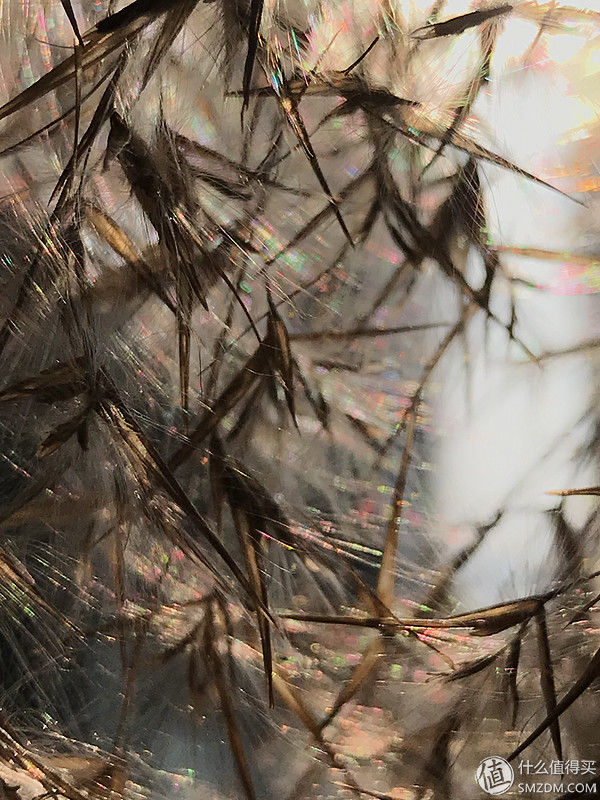 我的手机摄影 篇六:苹果自带拍摄软件--用过最