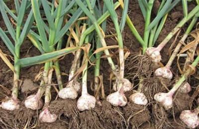 高达310万吨的库存,2018年蒜价暴跌的罪魁祸