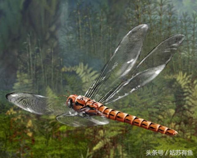 过客匆匆!那些曾经的地球霸主们(1):史前巨型蜻蜓