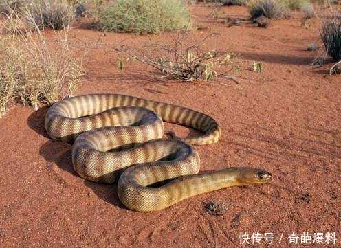 全球六大致命毒蛇: 比钻石贵重的毒液,最后一名