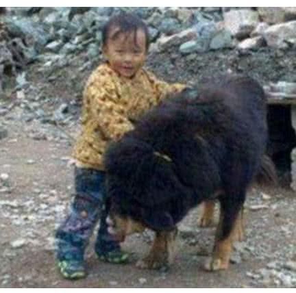 小孩子走到藏獒身边 坐在它背上 藏獒的反应让