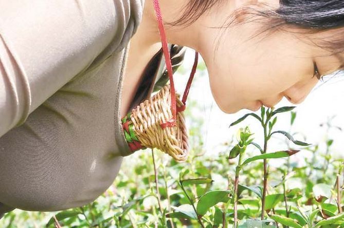 景区茶园招女 胸围必须C罩以上 称是为了艺术 景区茶园招女 胸围必须C罩以上 称是为了艺术