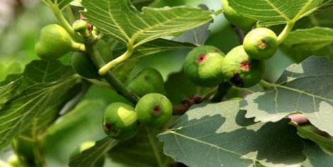 古方传承:神奇的无花果液,治疗瘊子、扁平疣有