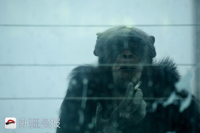 黑猩猩加库戒烟15年没成功，没女朋友“抽的不是烟是寂寞”