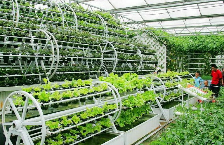 植物工厂风生水起:东芝关门 富士通开业