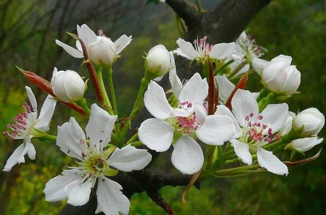 苏轼这首描写梨花的诗,堪称古今一绝,百读不厌