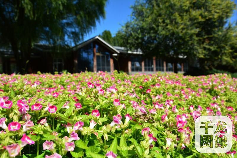 农民丰收节|精品菊花争艳北京国际鲜花港 农民丰收节|精品菊花争艳北京国际鲜花港