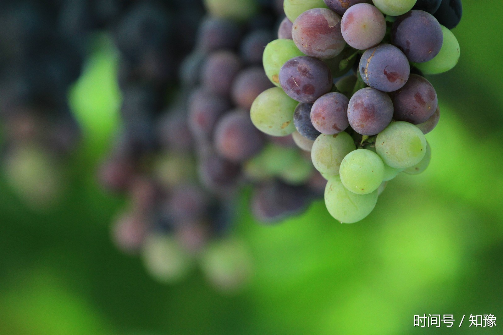 郑州|黄河大堤数百亩葡萄成熟 众多市民前来观光采摘