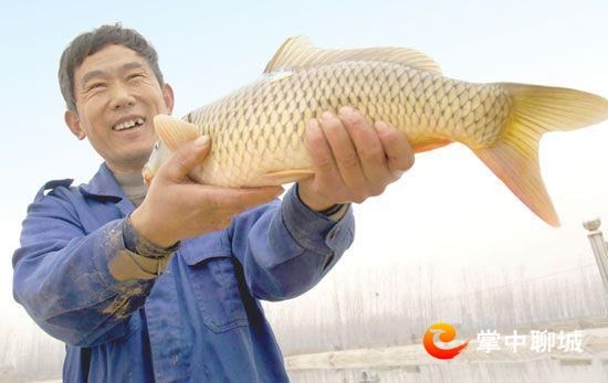 高唐锦鲤产业悄然隆起 全力助推乡村振兴