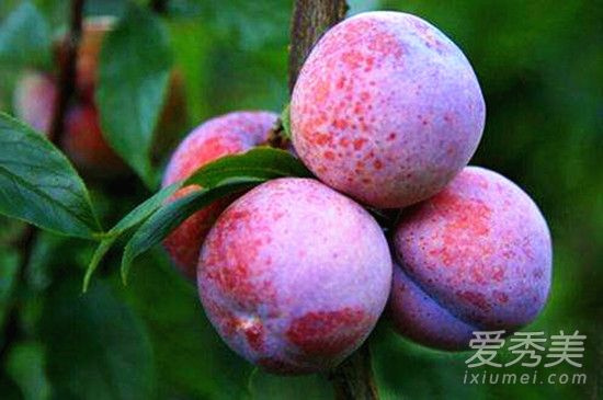 三华李可以泡酒吗 三华李怎么泡酒 三华李可以泡酒吗 三华李怎么泡酒