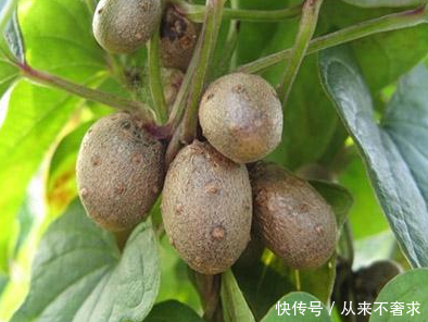小时候经常玩的果子,竟然是解毒王,经常吃一点疾病再也不来打扰