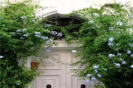 欧月 蓝雪花 铁线莲的简单养护方法!