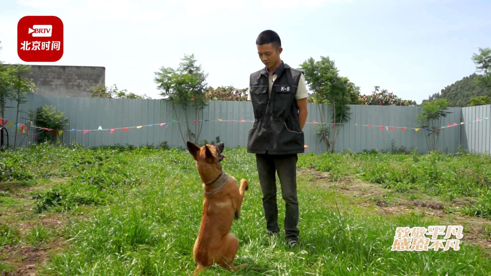 90后小伙做职业训犬师：狗狗不能打，一个动作有时要几百遍才教会