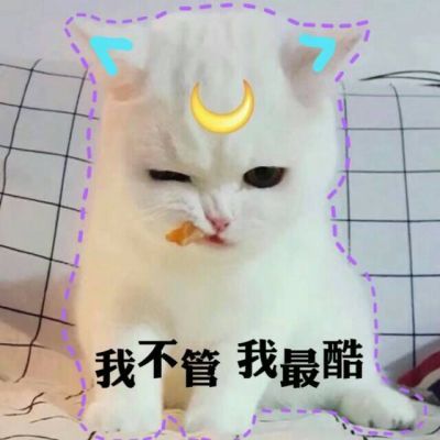 超萌猫咪图片大全可爱带字2018最新