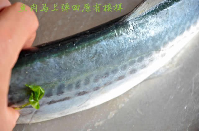 外地鲅鱼鱼背是灰黑色,鱼肚雪白,鱼背腹颜