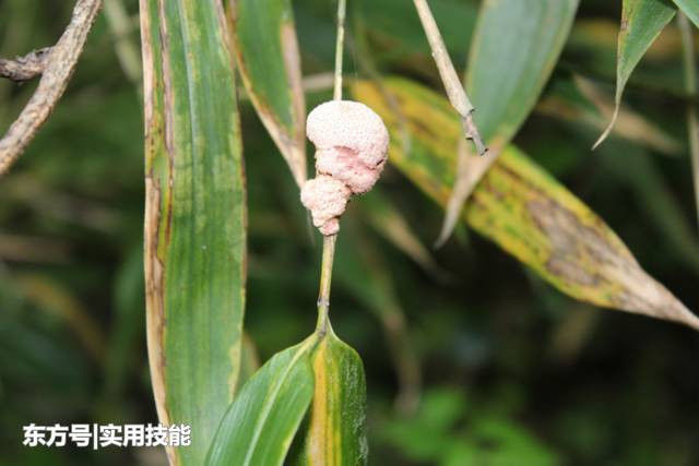 2,治小儿急惊风:青黛,轻粉各一钱,牵牛末五钱,天竺黄二钱.