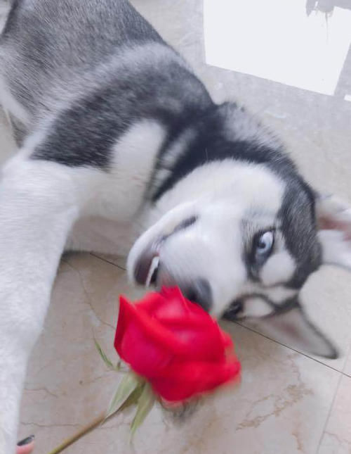 女主人拿花让二哈闻,二哈竟上演这样一幕,网友:演技太浮夸