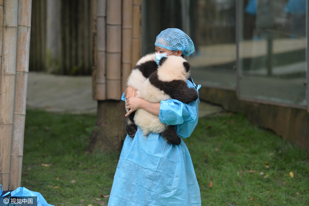 2016年09月29日，四川省成都市，熊猫基地，23只在2016年新出生熊猫宝宝集体亮相，引来游客的围观，据悉，2016年到目前为止，全球共出生27只大熊猫出生，除了有4只在国外出生外，剩余23只均参加了这次集体“活动”。活动现场，工作人员小心翼翼的将熊猫宝宝们，按照从大到小的顺序，排成了三排，让媒体和游客拍照，大多数熊猫宝宝都安静的趴着睡觉，而有两只“熊孩子”，趁着工作人员不注意“悄悄出逃”，顽皮的爬着爬着摔下了床，工作人员赶紧将他们抱了回去。