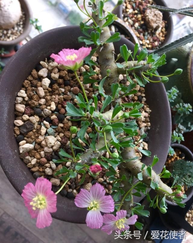 取最霸气的名字,开最骚羞的花!--多肉植物