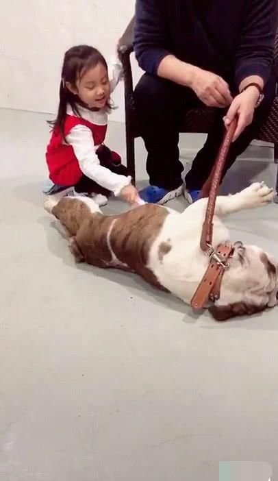 6岁甜馨近照,扎一头小辫单腿跪地给狗狗梳毛,