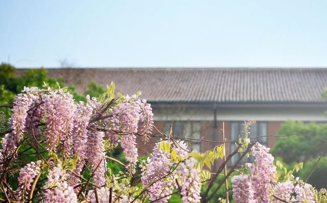 莫道武大樱花胜,何处校园不藏春