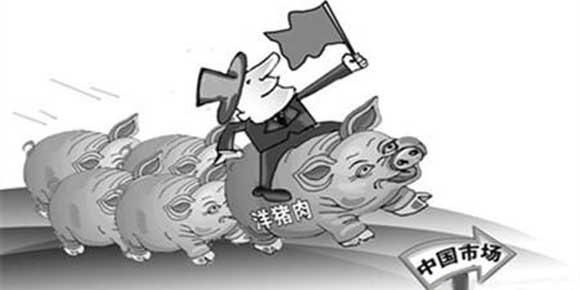 明年养猪行情怎么样?