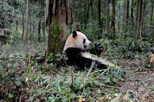 成都周边有哪些方便老人孩子去旅游的地方?