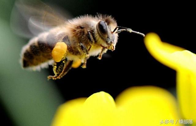 最聪明的蜜蜂天敌,专吃飞行蜜蜂,还懂二次加工