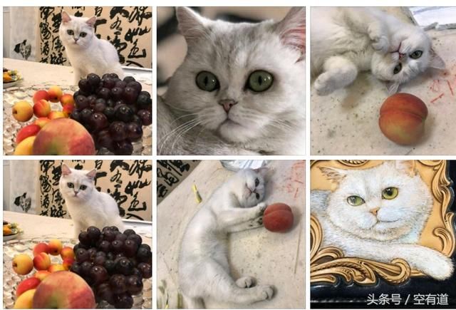 安娜崔永元家的铲屎官,这只猫的功劳可不小哦