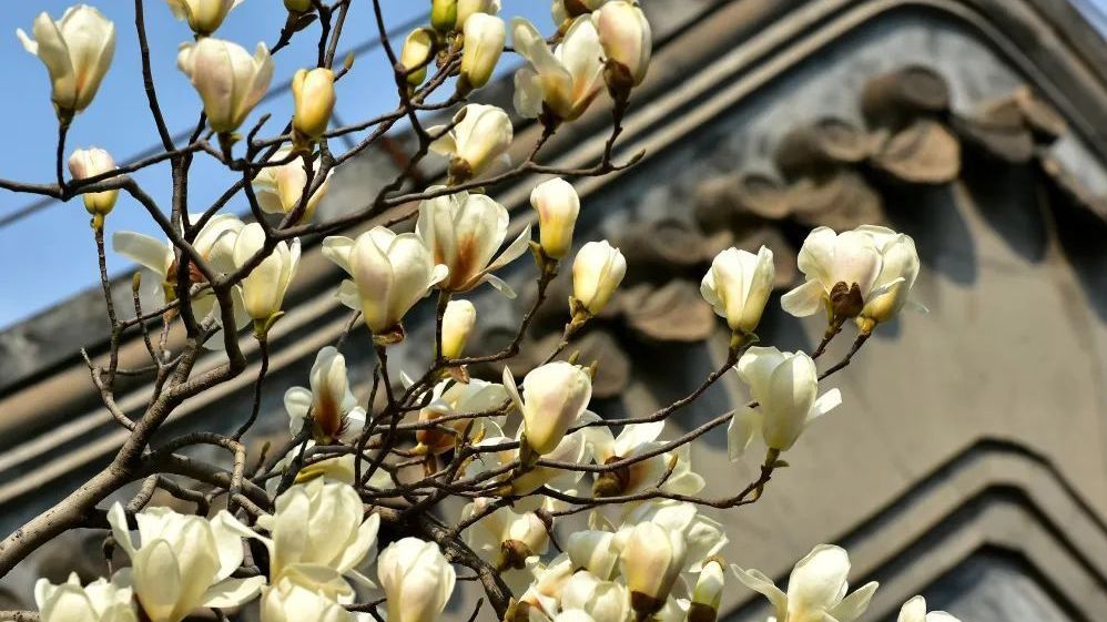 春花好看,哪些有“致敏花粉”?如何避开?戳下面☟☟☟ 春花好看,哪些有“致敏花粉”?如何避开?戳下面☟☟☟